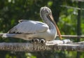 Spot-billed Pelican or Grey Pelican Pelecanus philippensis Resting Royalty Free Stock Photo