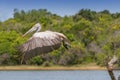Spot billed pelican or grey pelican Pelecanus philippensis, Yala national patk, Sri Lanka Royalty Free Stock Photo