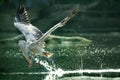 Spot-billed pelican gulping water in flight