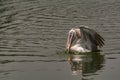 Fishing: Spot billed pelican with a catch - Pelecanus philippensis