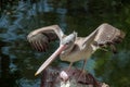 Spot-Billed Pelican Pelecanus philippensis Royalty Free Stock Photo