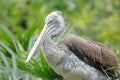 Spot-billed pelican Pelecanus philippensis Birds of Thailand Royalty Free Stock Photo
