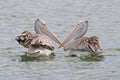 Spot-billed pelican Pelecanus philippensis Birds of Thailand Royalty Free Stock Photo