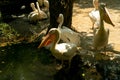 Spot Billed Pelican, Pelecanus philippensis,  The birds in the zoo. Beautiful and cute animals Royalty Free Stock Photo