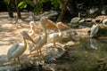 Spot Billed Pelican, Pelecanus philippensis,  The birds in the zoo. Beautiful and cute animals Royalty Free Stock Photo