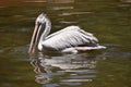 Spot-billed pelican, Pelecanus philippensis sp,Hyderabad,Telanagana, India