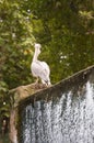 Spot billed pelican, Pelecanus philippensis Royalty Free Stock Photo