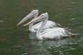 Spot-billed pelican swimming in the pond. Royalty Free Stock Photo