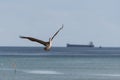 Spot-billed Pelican water bird flying over water in Panama City