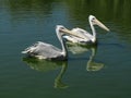 Spot-billed pelicans on the lake under the sunlight at daytime Royalty Free Stock Photo