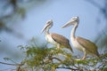 Spot-billed pelicans perched on a tree branch. Royalty Free Stock Photo