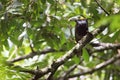 Spot-billed toucanet, bird of Brazil