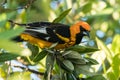 Spot-breasted Oriole (Icterus e Royalty Free Stock Photo