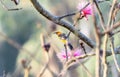 A spot-breasted oriole, Icterus pectoralis, next to a striking pink flower, perched on a tree branch in Mexico Royalty Free Stock Photo
