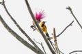 A spot-breasted oriole, Icterus pectoralis, next to a striking pink flower, perched on a tree branch in Mexico Royalty Free Stock Photo