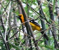 Spot-breasted Oriole Icterus pectoralis Royalty Free Stock Photo