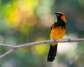 Spot-breasted oriole perched on a tree branch Royalty Free Stock Photo