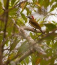 Spot-breasted Woodpecker Royalty Free Stock Photo