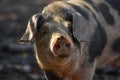 Spot breed pig looking right in a muddy field sun and shadow