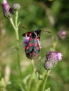 5-spot Burnett, zygaena trifolii, day-flying moth