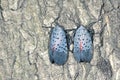 Spot clothing wax cicada
