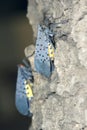 Spot clothing wax cicada