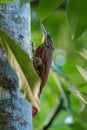 Spot-crowned Woodcreeper - Lepidocolaptes affinis  passerine bird which breeds in the tropical New World from central Mexico in Royalty Free Stock Photo