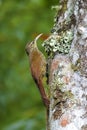 Spot-crowned Woodcreeper, Lepidocolaptes affinis, on tree Royalty Free Stock Photo