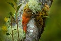 Spot-crowned Woodcreeper, Lepidocolaptes affinis, wild bird in the forest habitat. Wildlife scene from nature, Costa Rica. Bird on