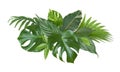 Spot of exotic plant green leaves isolated on white background