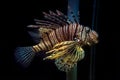 Spotfin lion fish Royalty Free Stock Photo