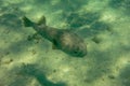 Spot-fin Porcupinefish with large round protruding eyes. Diodon hystrix, Black-Spotted, Simply Porcupinefish, Diodontidae. Marbled Royalty Free Stock Photo