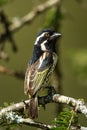 Spot-flanked barbet perches on branch eyeing camera Royalty Free Stock Photo