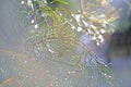 Spot focus Close-up, green leaves Blurred bokeh  and fair lens as background In the natural garden in the daytime Royalty Free Stock Photo