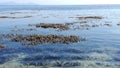 Spot focusing on Corals appearing over the surface of sea during low tide with horizon