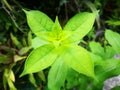 Spot focusing on forth green leave-buds by 4 leaves in each level. Symmetry concept