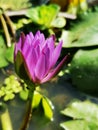 Spot focusing on petals of Violet lotus blooming under sunlight with water plants background