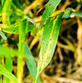 Spot form net blotch desease on barley leave Royalty Free Stock Photo