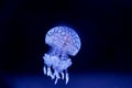 Spot Jellyfish black background underwater Royalty Free Stock Photo