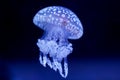 Spot Jellyfish black background underwater Royalty Free Stock Photo