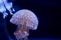 Spot Jellyfish black background underwater Royalty Free Stock Photo