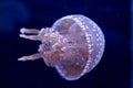 Spot Jellyfish black background underwater Royalty Free Stock Photo