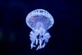 Spot Jellyfish black background underwater Royalty Free Stock Photo