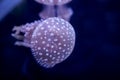 Spot Jellyfish black background underwater Royalty Free Stock Photo