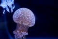 Spot Jellyfish black background underwater Royalty Free Stock Photo