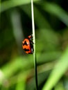 Spot ladybird 1 Royalty Free Stock Photo