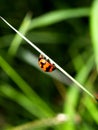 Spot ladybird Royalty Free Stock Photo