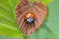 7-spot Ladybird - Coccinella septempunctata on a leaf Royalty Free Stock Photo