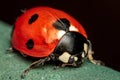 7-Spot Ladybird