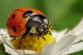 7-Spot Ladybird Royalty Free Stock Photo